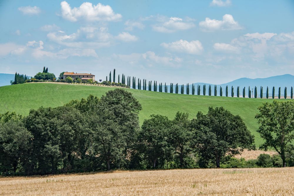 Tuscan Cypress Photography Art | Sonoma Fine Photography