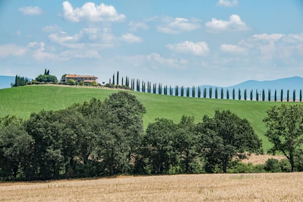 Tuscan Cypress Photography Art | Sonoma Fine Photography