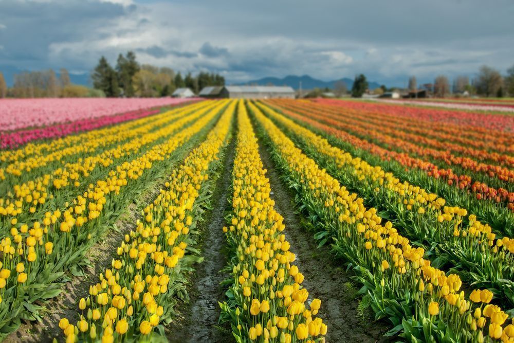 Canvas Of Tulip Serenades Photography Art | Sonoma Fine Photography