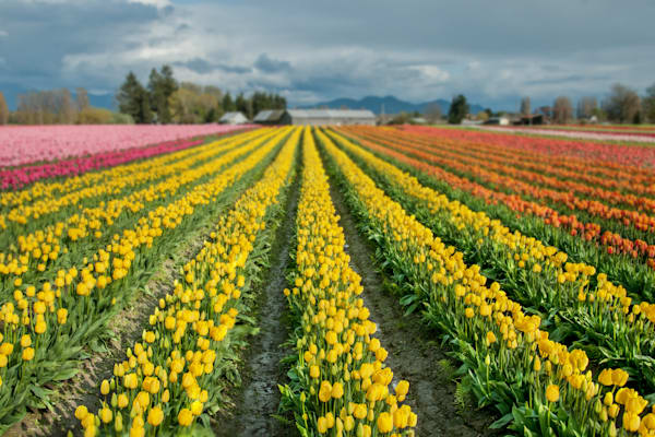 Canvas Of Tulip Serenades Photography Art | Sonoma Fine Photography