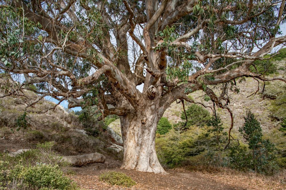 Lone Tree At Pt. Reyes Photography Art | Sonoma Fine Photography