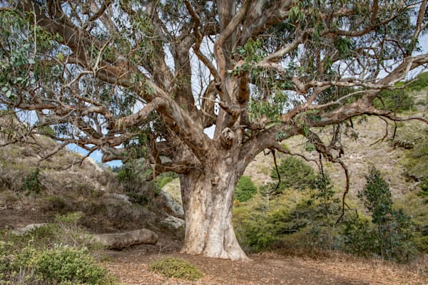 Lone Tree At Pt. Reyes Photography Art | Sonoma Fine Photography