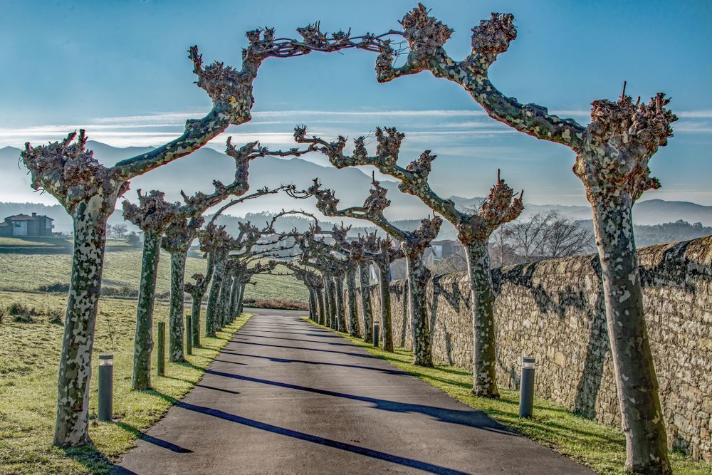 Trees Of Luces Photography Art | Sonoma Fine Photography