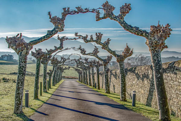 Trees Of Luces Photography Art | Sonoma Fine Photography