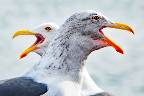 The Language Of Seagulls Photography Art | Sonoma Fine Photography