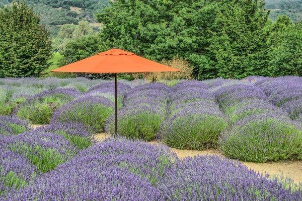 The Red Umbrella Photography Art | Sonoma Fine Photography