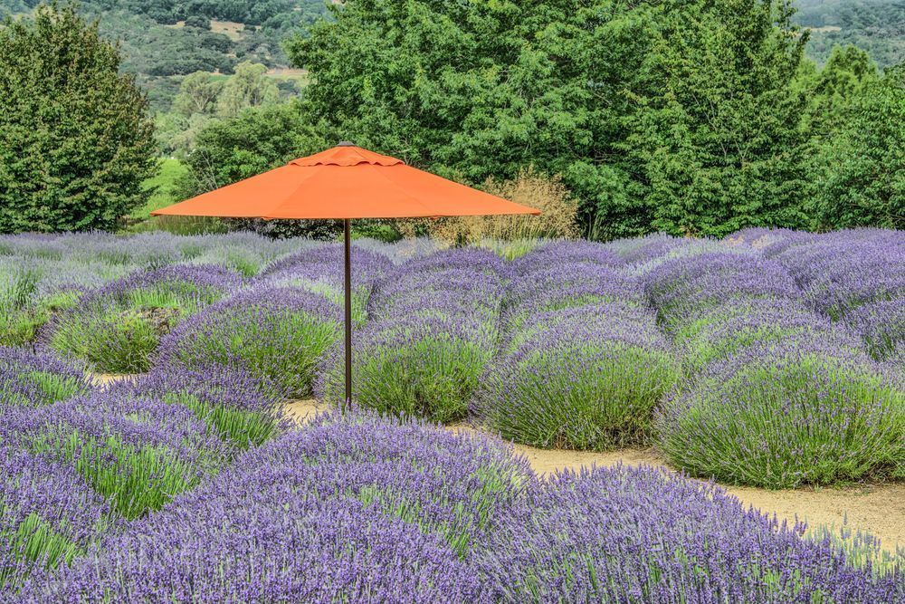 The Red Umbrella Photography Art | Sonoma Fine Photography