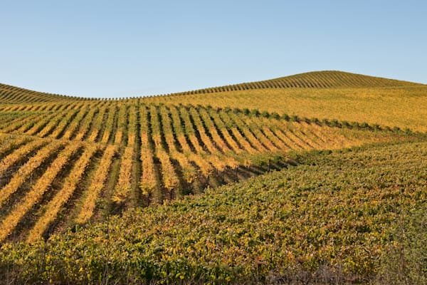 Cadence Of The Rolling Vines Photography Art | Sonoma Fine Photography