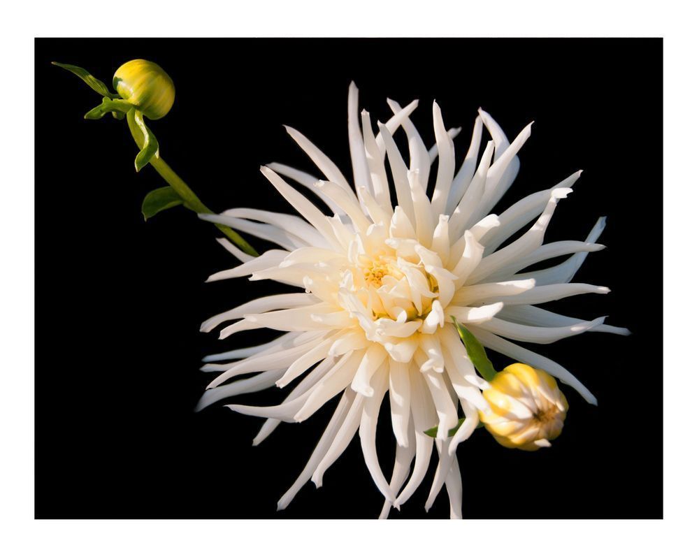 X White Mum Photography Art | Sonoma Fine Photography