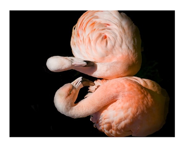 X Flamengos Photography Art | Sonoma Fine Photography