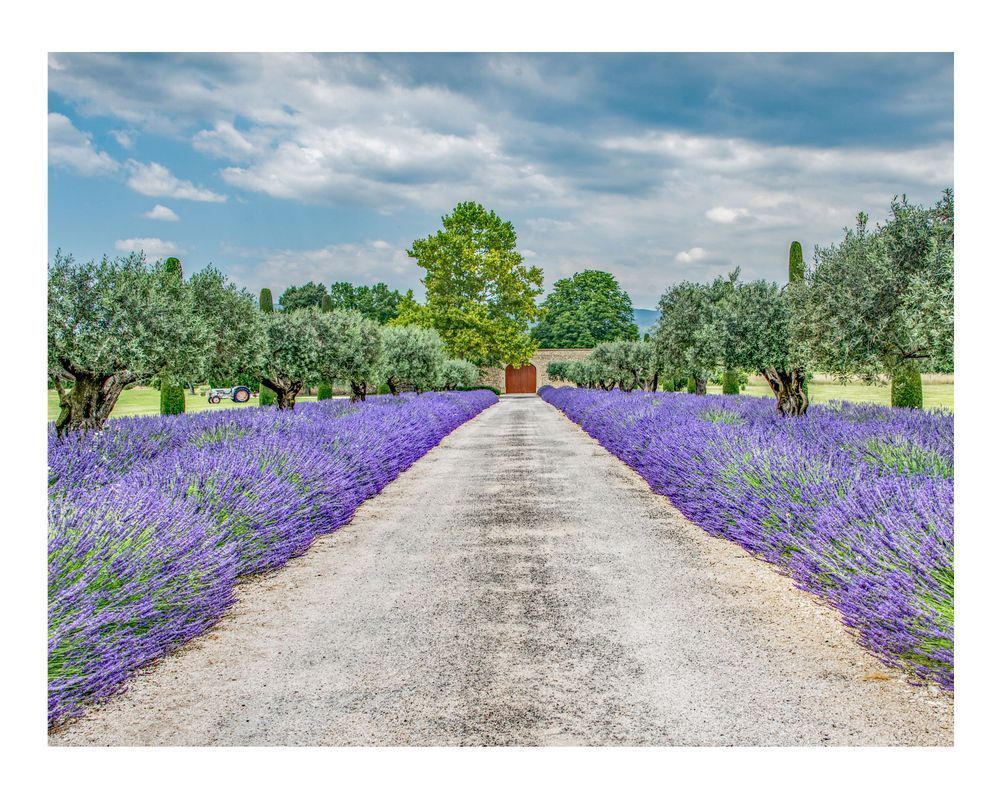 Y Lav Driveway Photography Art | Sonoma Fine Photography