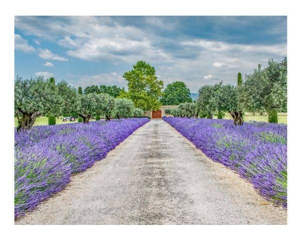 Y Lav Driveway Photography Art | Sonoma Fine Photography