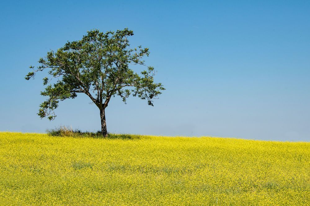 Solitary Sentinel Of Tuscany Photography Art | Sonoma Fine Photography