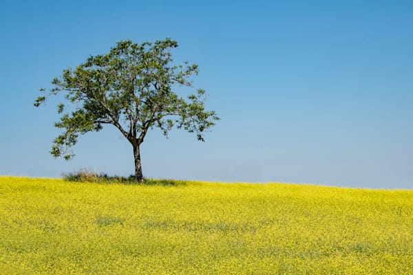 Solitary Sentinel Of Tuscany Photography Art | Sonoma Fine Photography