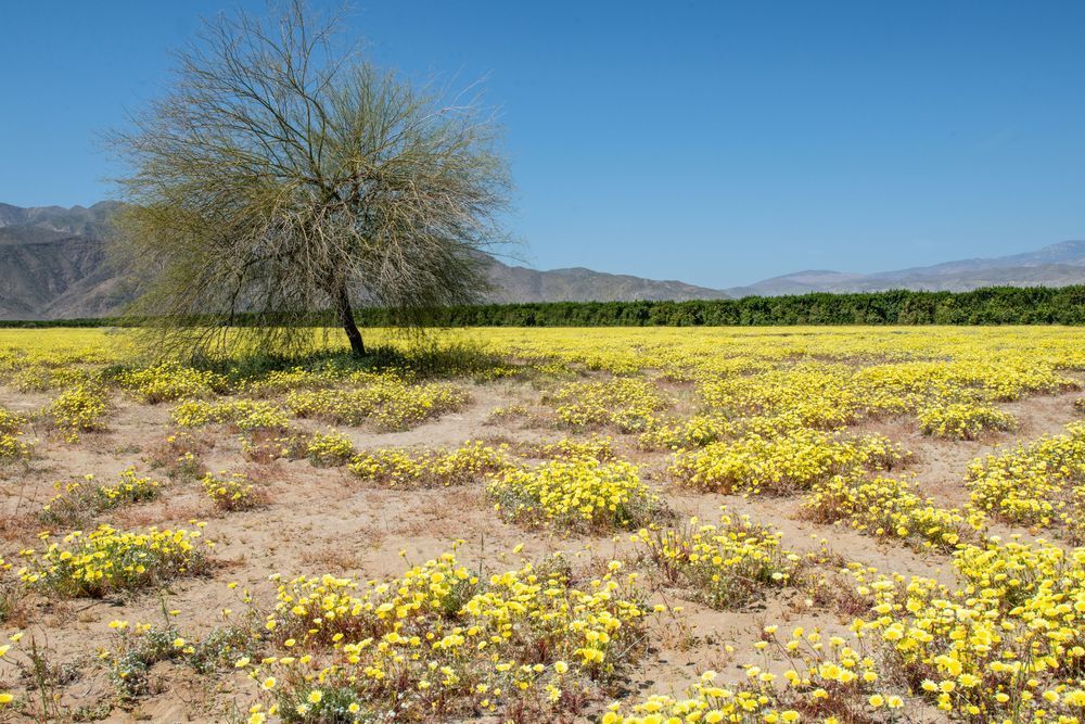 Yellow Fields Of Anza Borrego Photography Art | Sonoma Fine Photography
