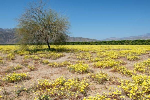 Yellow Fields Of Anza Borrego Photography Art | Sonoma Fine Photography