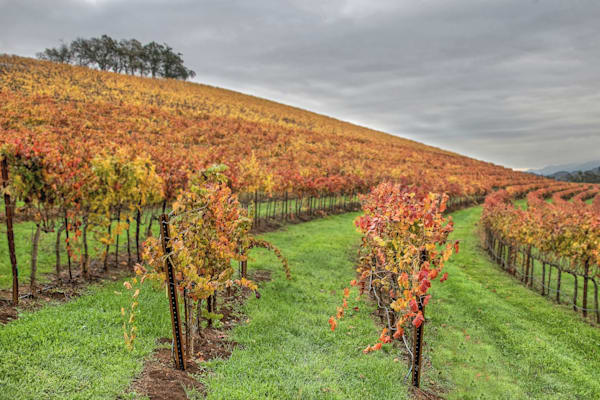 The Curves Of Autumn Photography Art | Sonoma Fine Photography