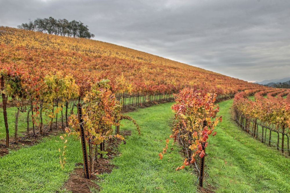 The Curves Of Autumn Photography Art | Sonoma Fine Photography