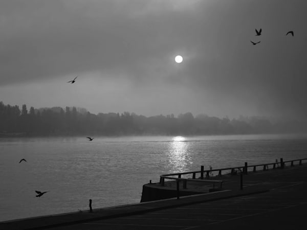 Birds on the Rhine