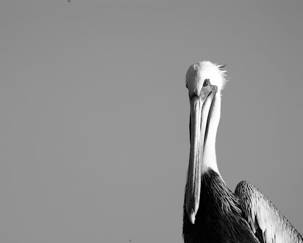 Pelican