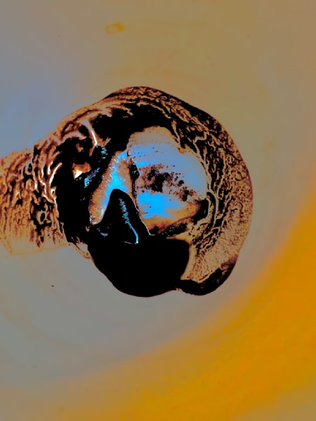 Ancient Guardian Series