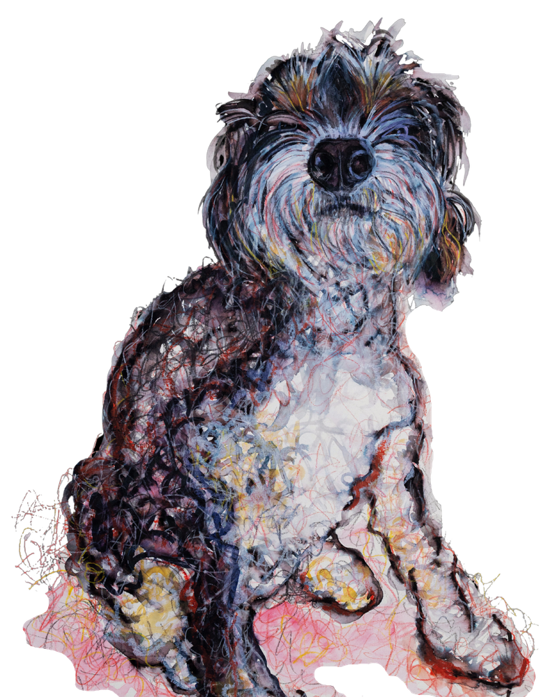 Art Dogs by JJ Fine Art Prints: The Bernadoodle