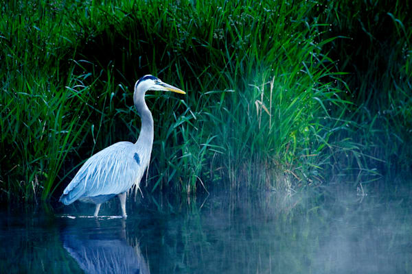 Prints and Greeting Cards