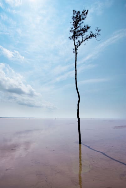 Solo Tree   Ltd Ed Photo Art | Angeline May Art
