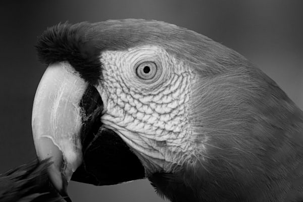Wildlife