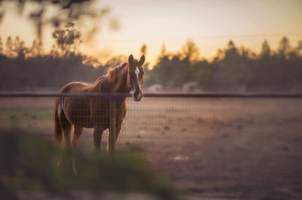 Horses