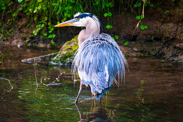 Herons, Egrets, & Cranes
