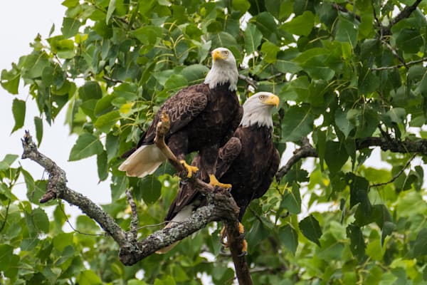 Birds of Prey