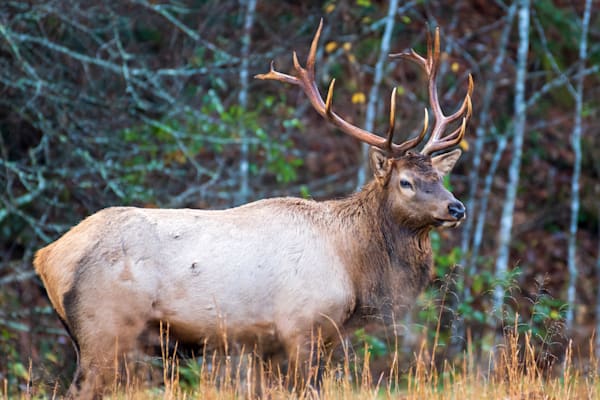 Wildlife