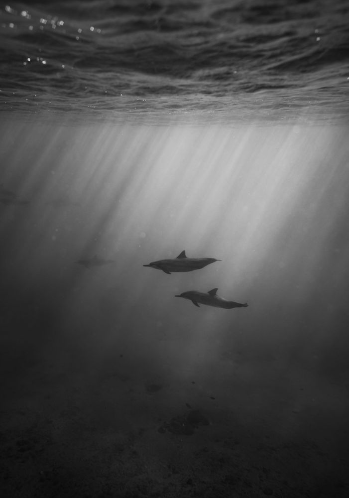 Spinner Dolphins Of Makua Photography Art | dannytorobekovart