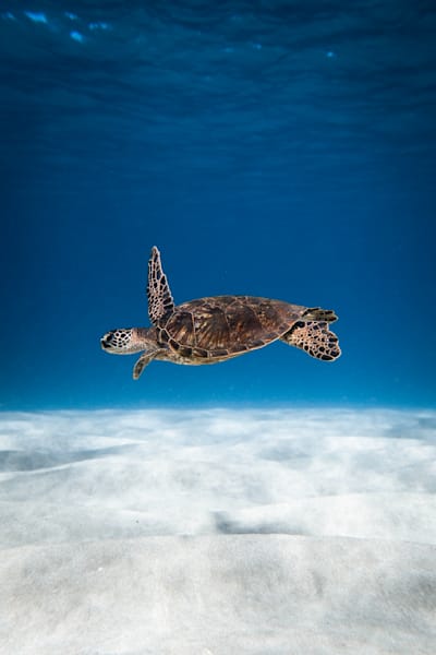 Spread Your Wings Photography Art | dannytorobekovart