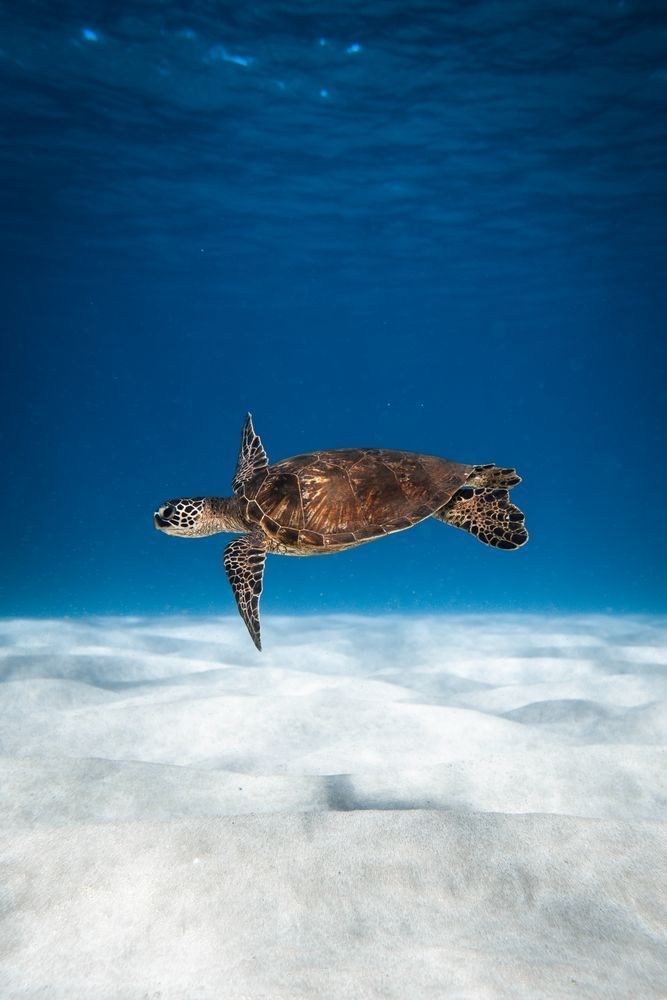 Turtle Flying Photography Art | dannytorobekovart