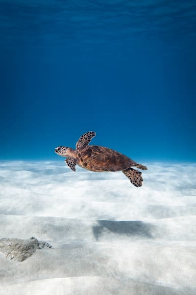 Oahu's Finest Photography Art | dannytorobekovart