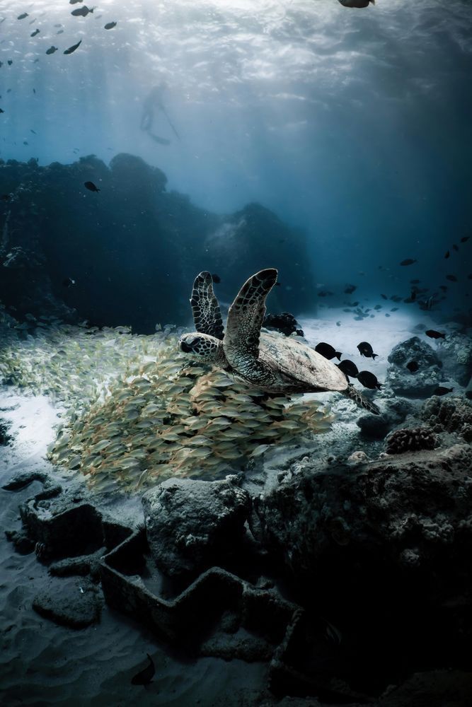 Honu Photography Art | dannytorobekovart