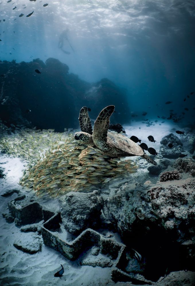 School Of Curious Fishes Photography Art | dannytorobekovart